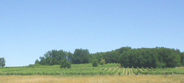 Vigne Bergères