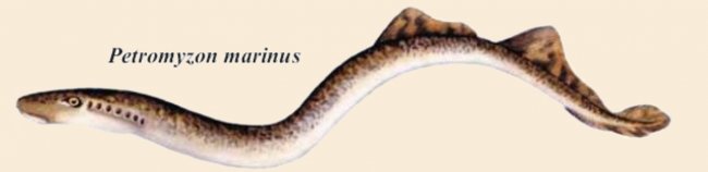 Image hébergée par Casimages.com : petromyzon marinus