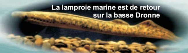 Image hébergée par Casimages.com : lamproie dronne
