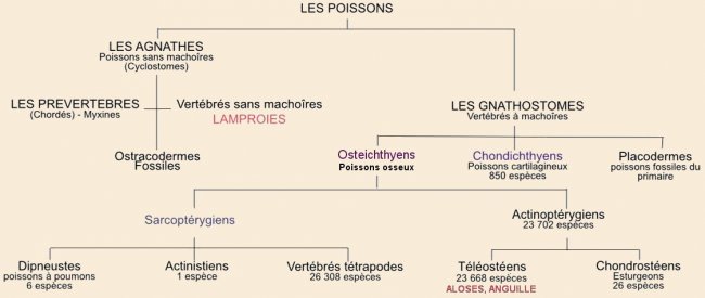 Image hébergée par Casimages.com : classif poissons