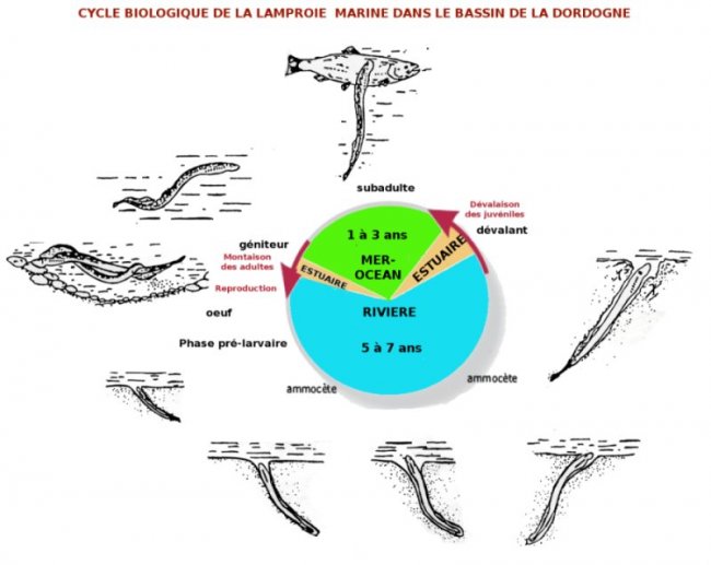 Image hébergée par Casimages.com : cycle lamprie